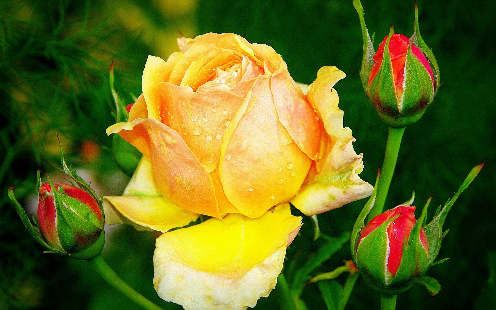 Beautiful Yellow Rose for 1920 x 1200 widescreen resolution