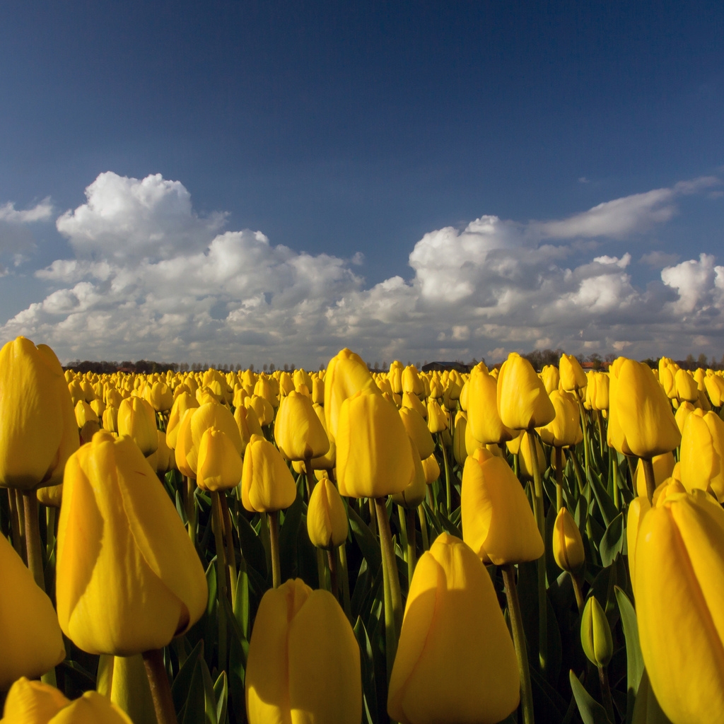Beautiful Yellow Tulips Field for 1024 x 1024 iPad resolution