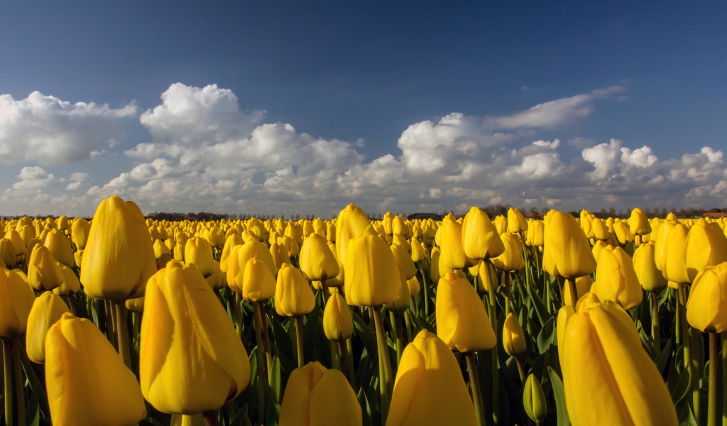 Beautiful Yellow Tulips Field for 1024 x 600 widescreen resolution