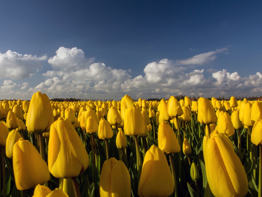 Beautiful Yellow Tulips Field for 1024 x 768 resolution