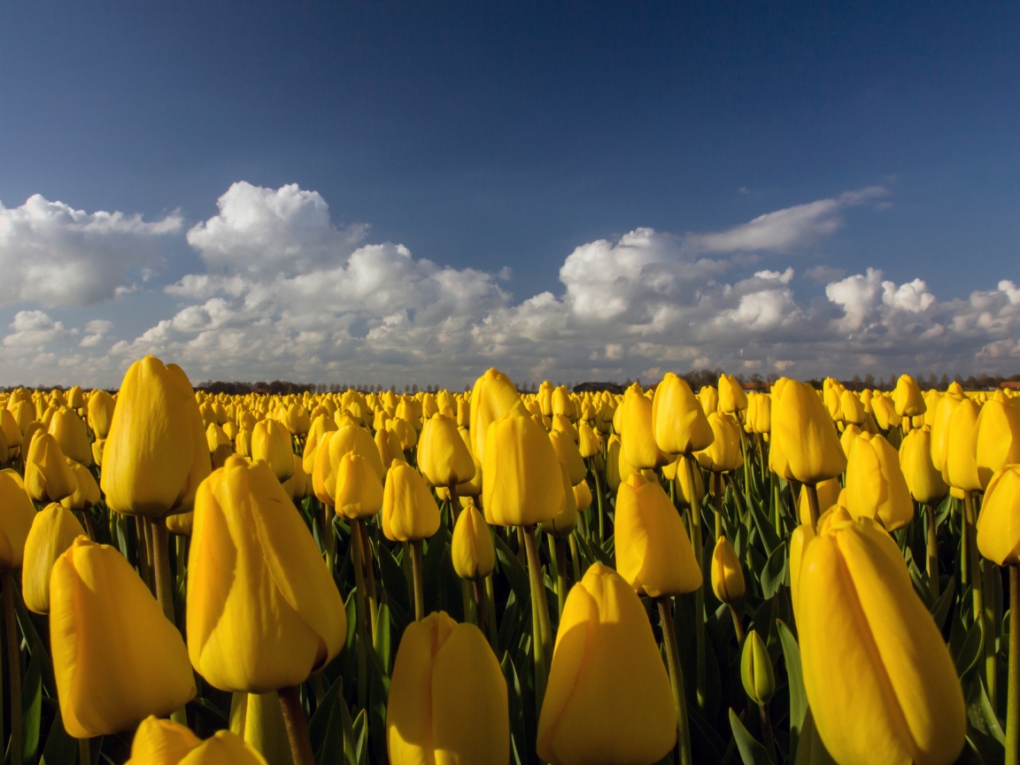 Beautiful Yellow Tulips Field for 1152 x 864 resolution