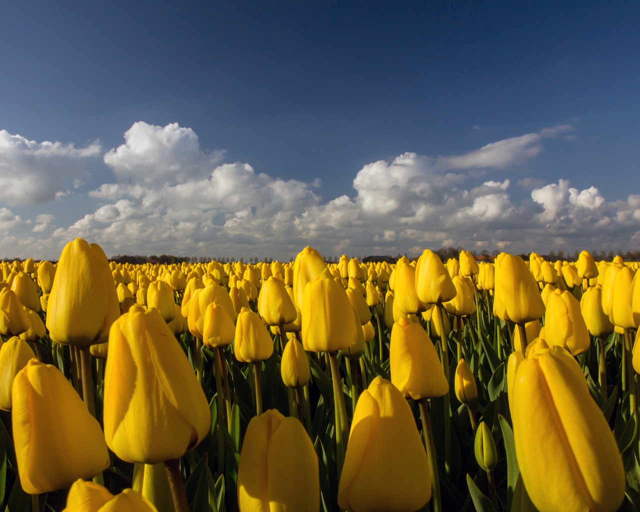 Beautiful Yellow Tulips Field for 1280 x 1024 resolution
