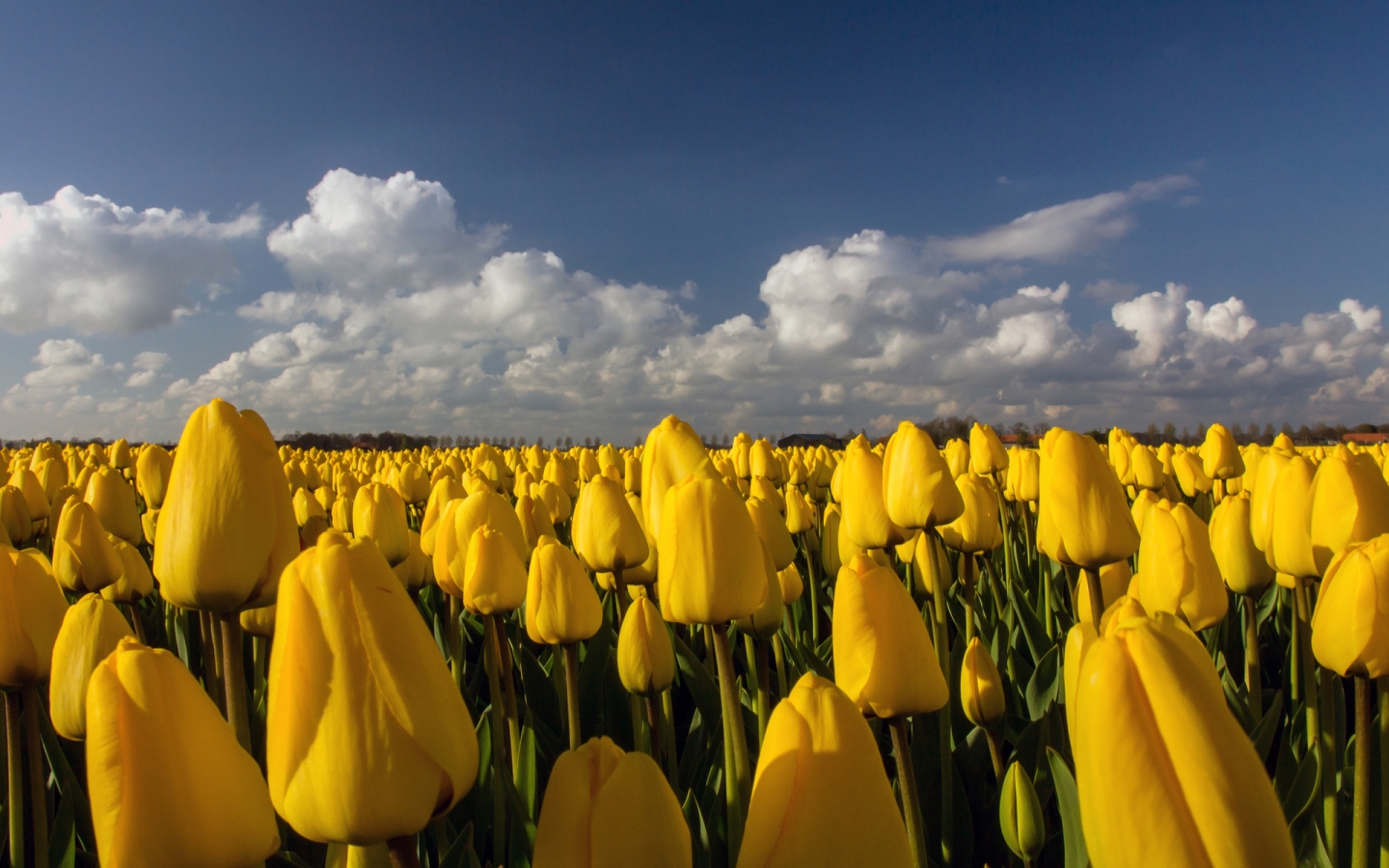 Beautiful Yellow Tulips Field for 1440 x 900 widescreen resolution