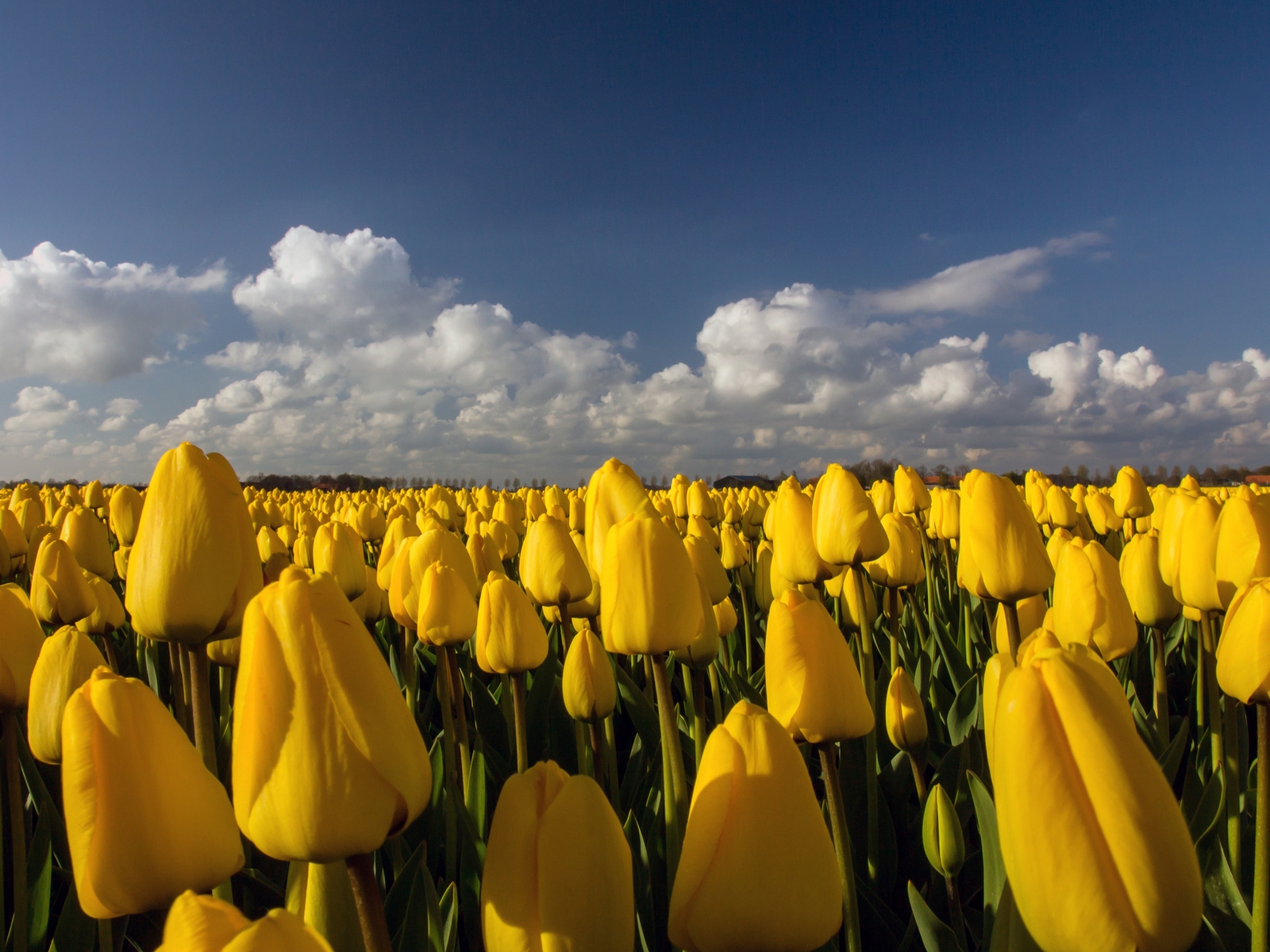 Beautiful Yellow Tulips Field for 1600 x 1200 resolution