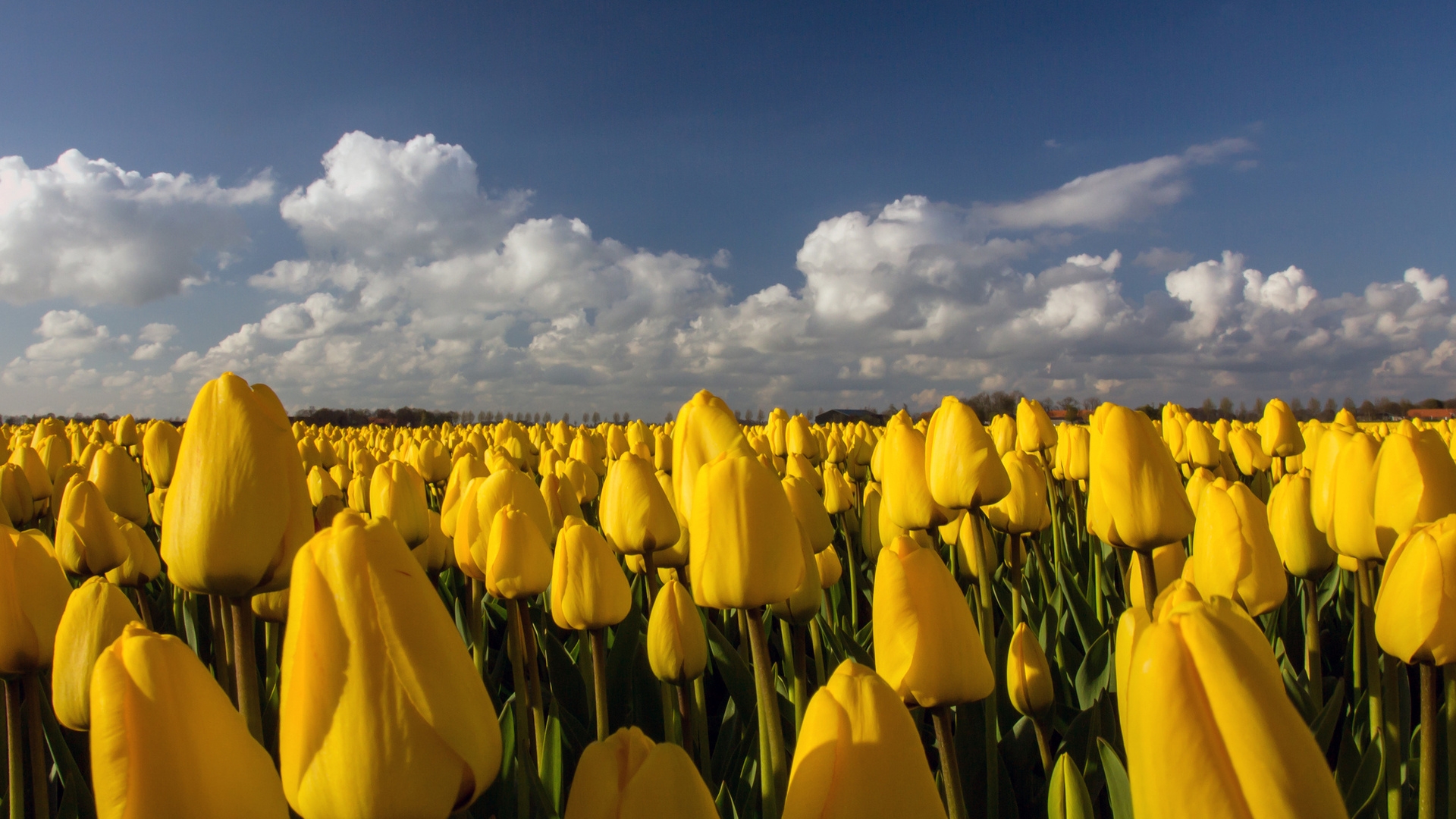Beautiful Yellow Tulips Field for 1920 x 1080 HDTV 1080p resolution