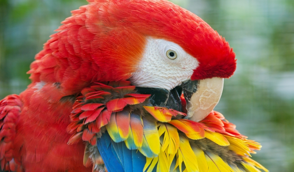 Beauty Red Parrot for 1024 x 600 widescreen resolution