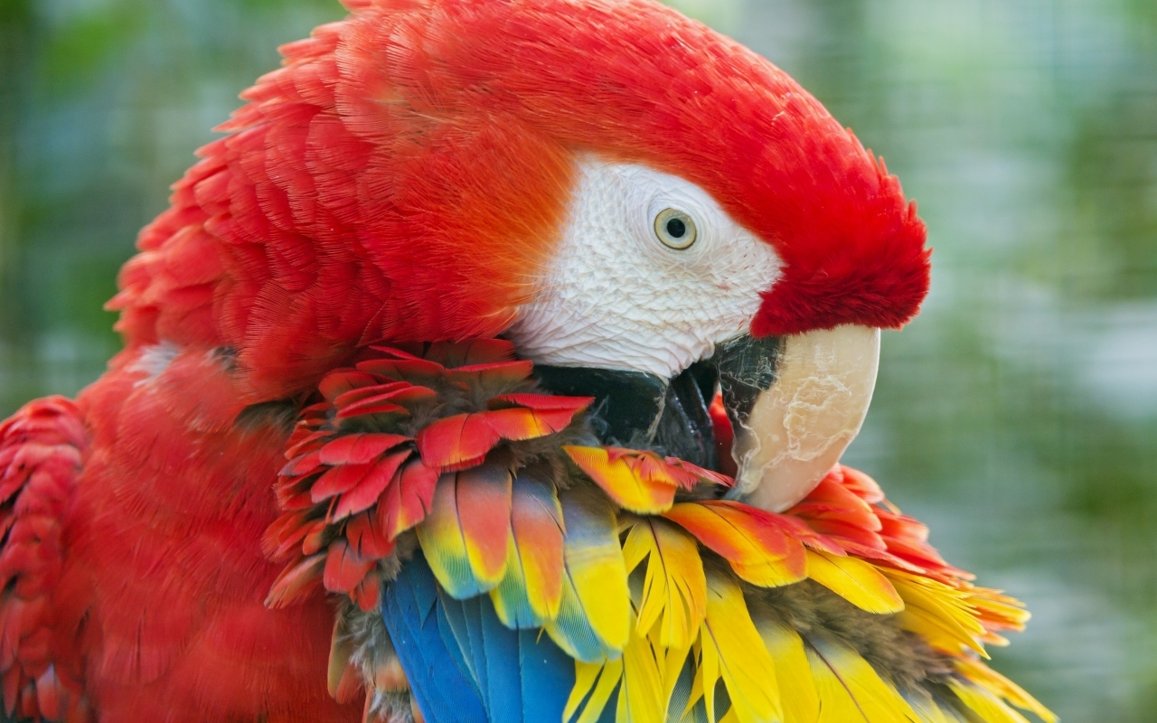Beauty Red Parrot for 1280 x 800 widescreen resolution