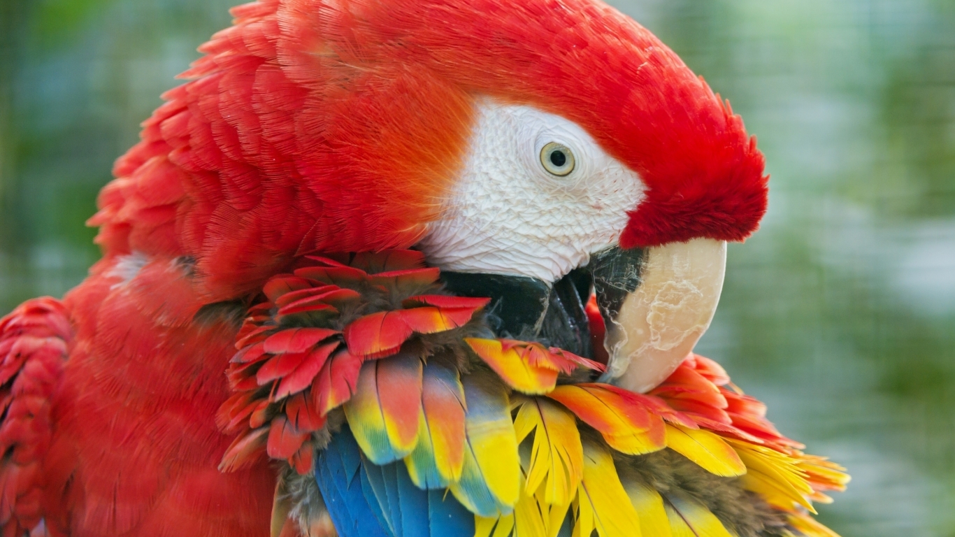 Beauty Red Parrot for 1366 x 768 HDTV resolution