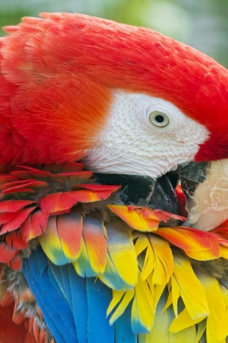 Beauty Red Parrot for 320 x 480 iPhone resolution