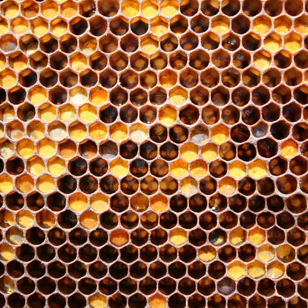 Bee Honeycomb for 1024 x 1024 iPad resolution