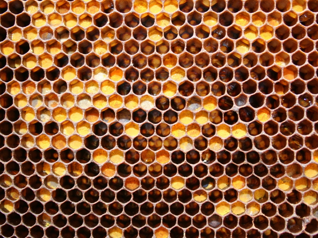 Bee Honeycomb for 1024 x 768 resolution