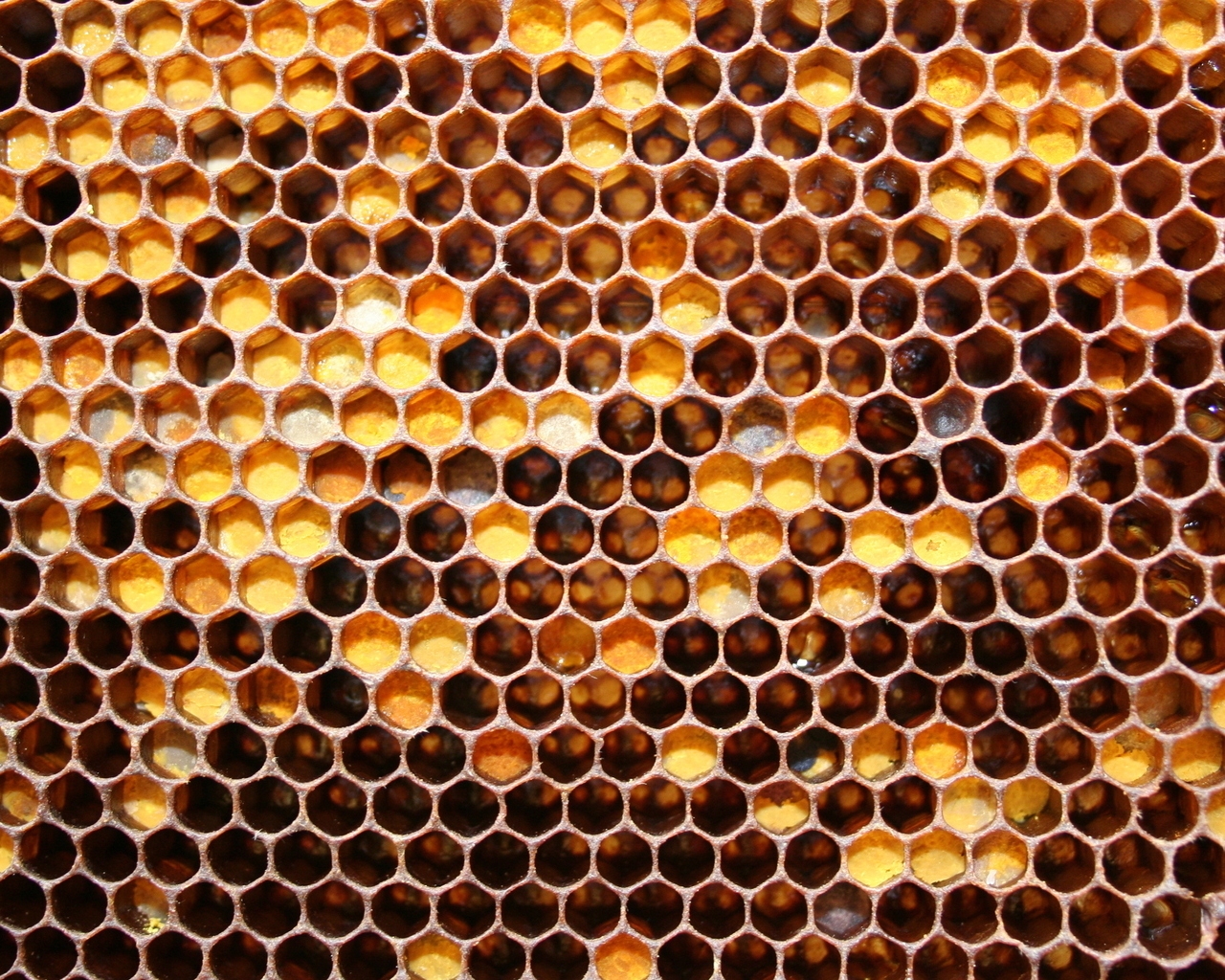 Bee Honeycomb for 1280 x 1024 resolution