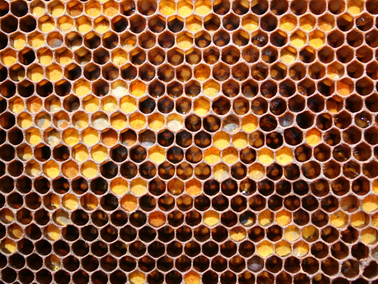 Bee Honeycomb for 1280 x 960 resolution