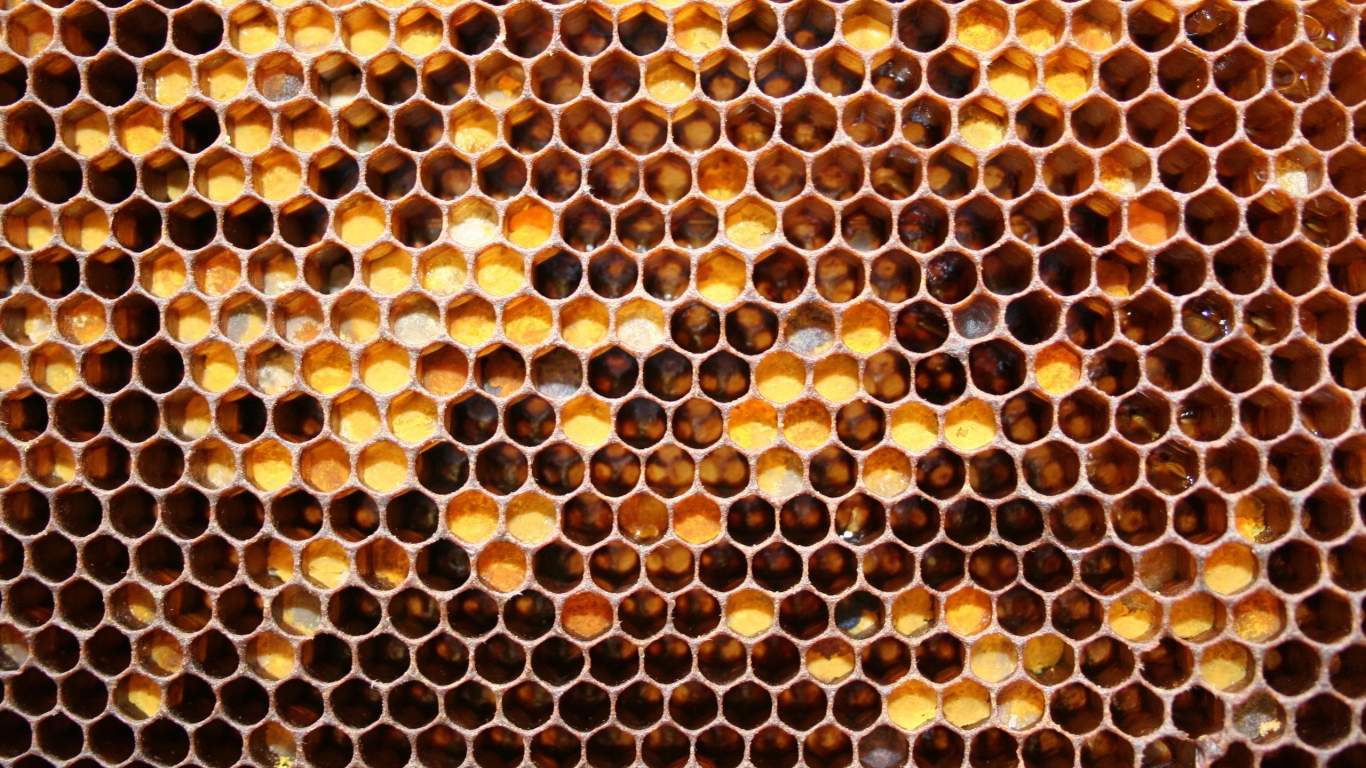 Bee Honeycomb for 1366 x 768 HDTV resolution