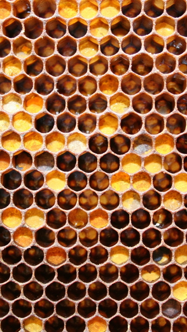 Bee Honeycomb for 640 x 1136 iPhone 5 resolution
