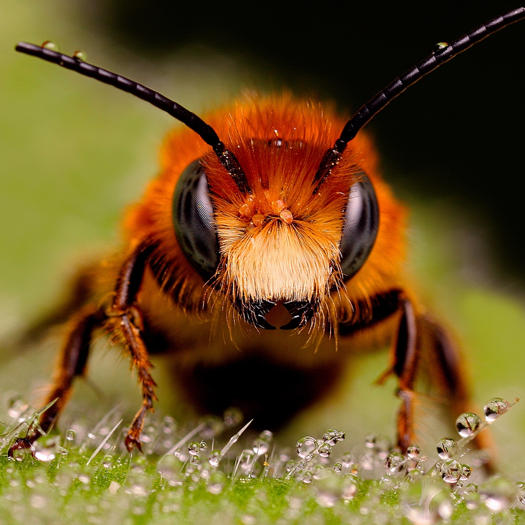 Big Bee for 1024 x 1024 iPad resolution
