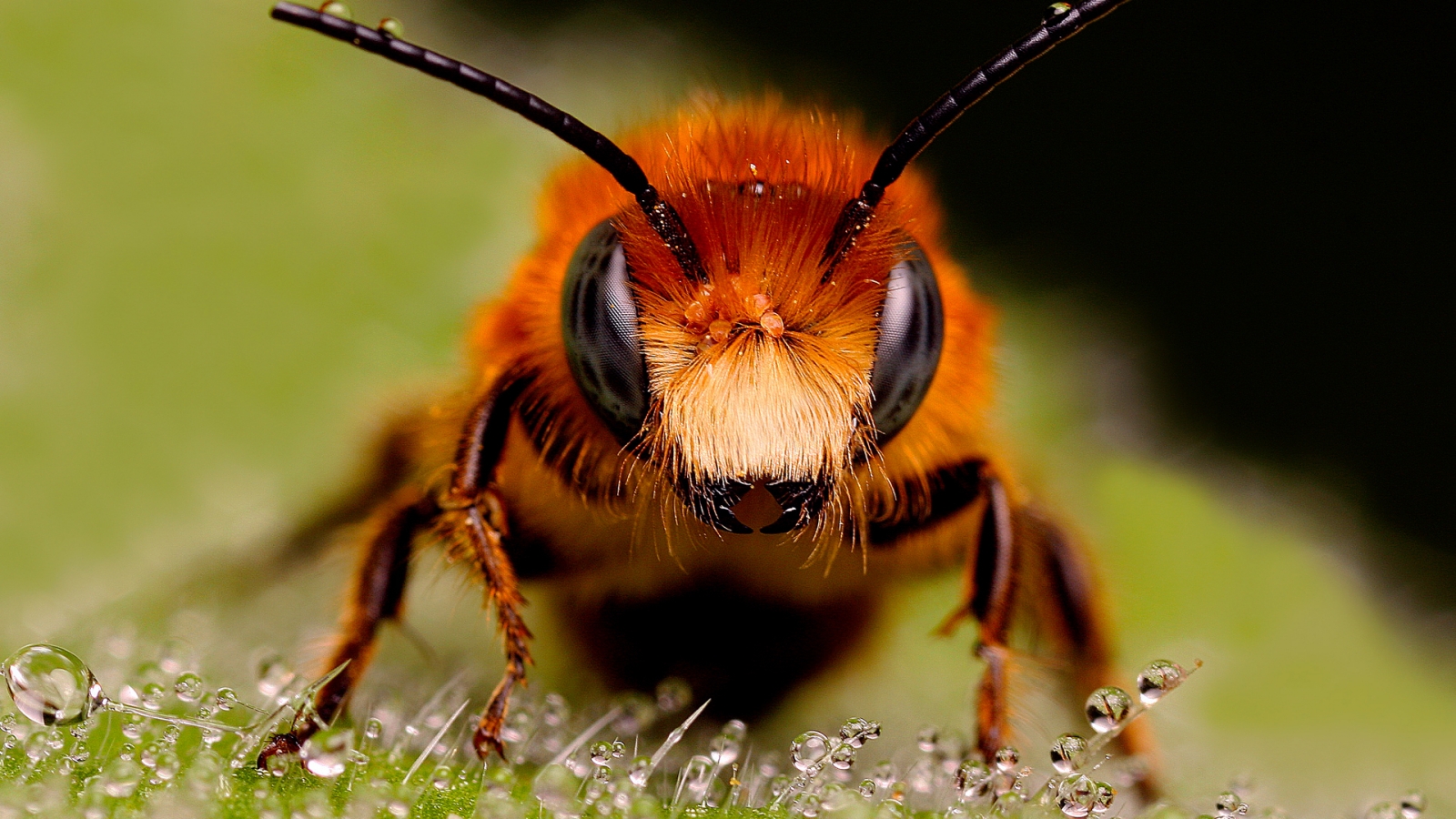 Big Bee for 1600 x 900 HDTV resolution