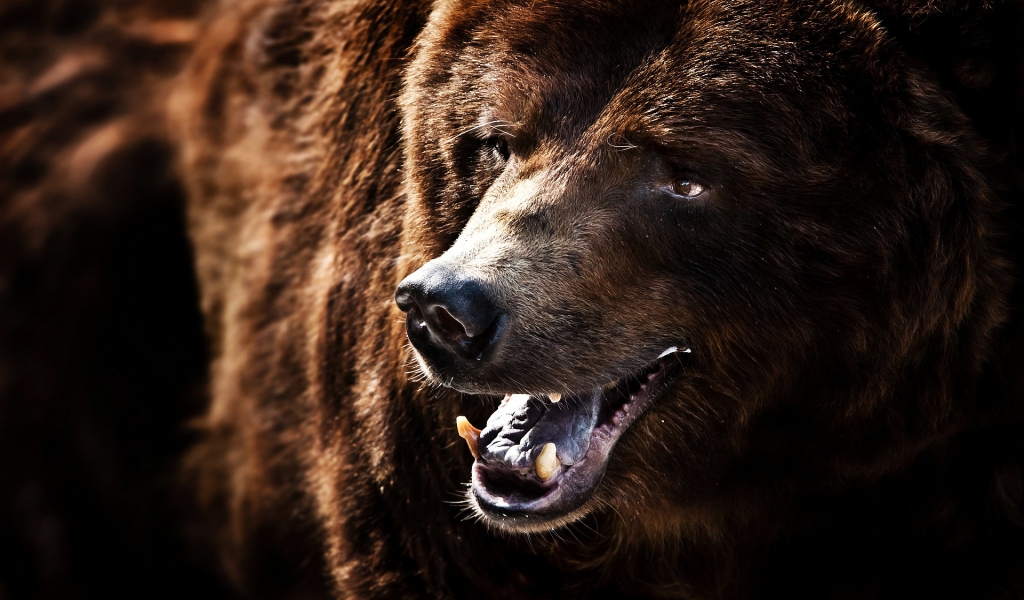 Big Brown Bear for 1024 x 600 widescreen resolution
