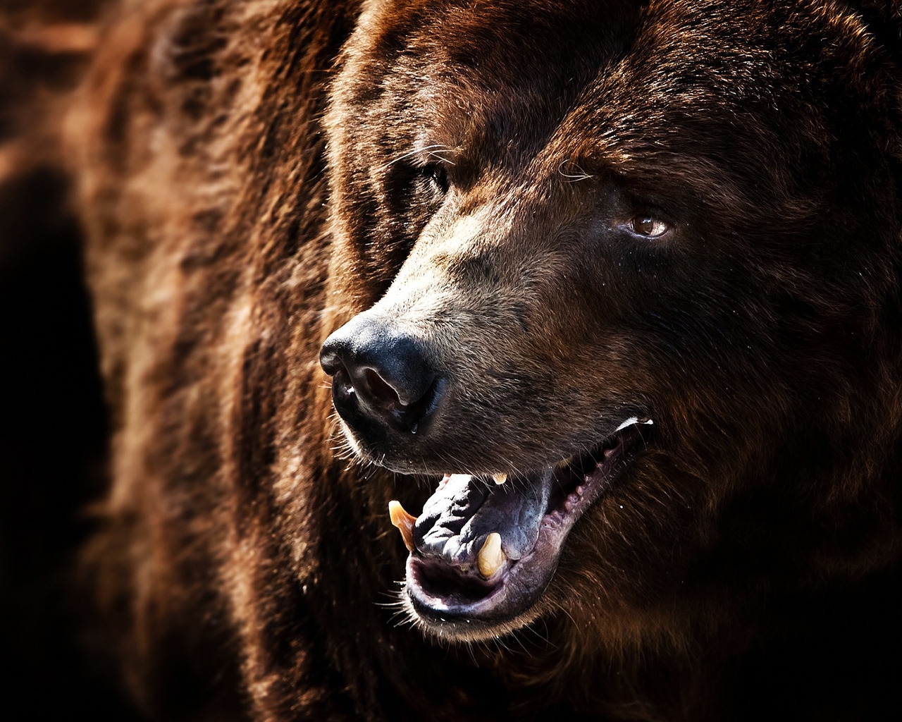 Big Brown Bear for 1280 x 1024 resolution