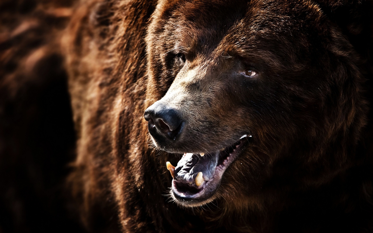 Big Brown Bear for 1280 x 800 widescreen resolution