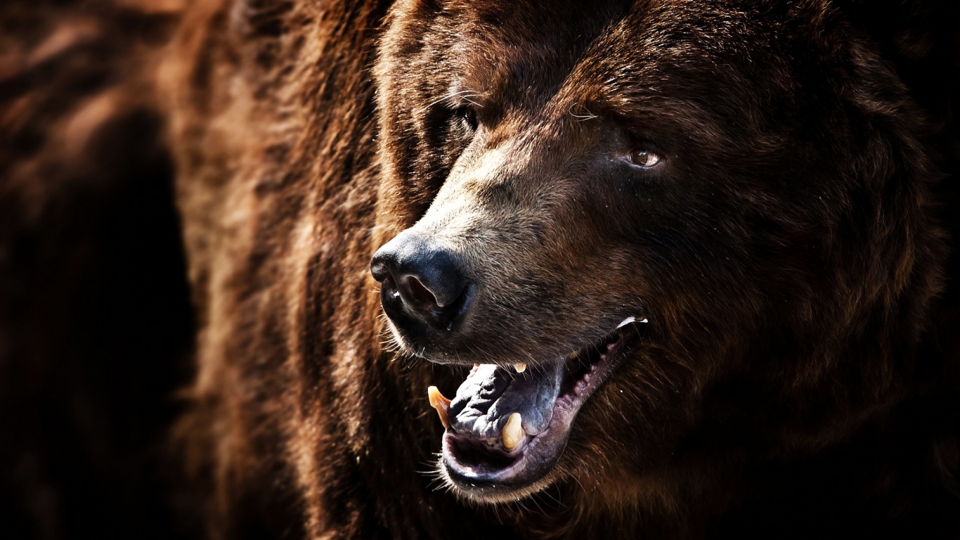 Big Brown Bear for 1366 x 768 HDTV resolution