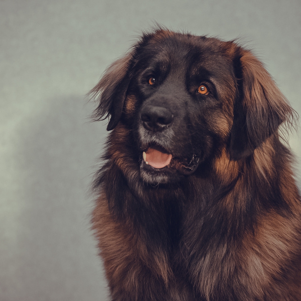 Big Brown Dog for 1024 x 1024 iPad resolution