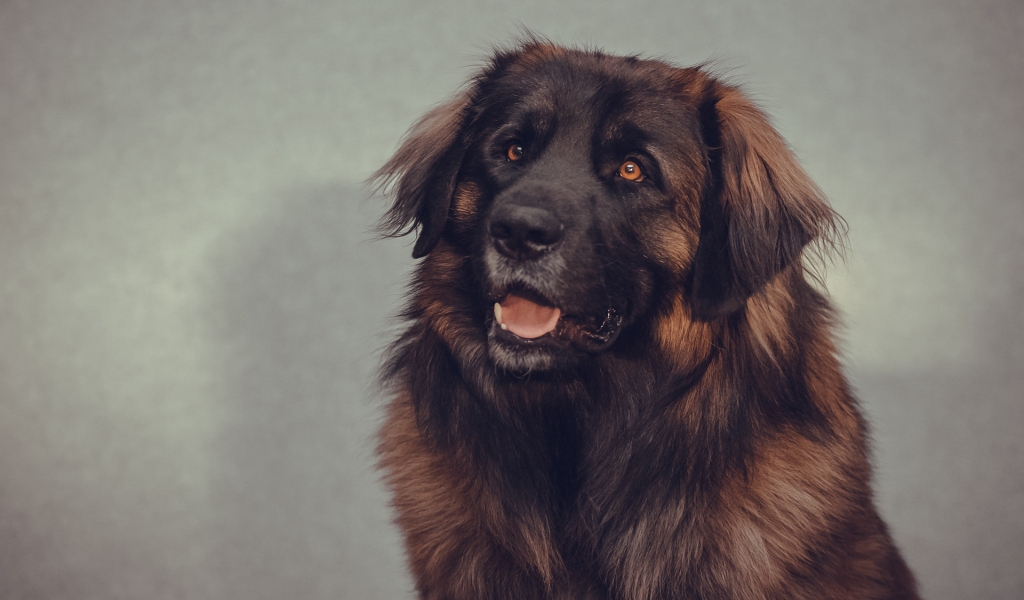 Big Brown Dog for 1024 x 600 widescreen resolution