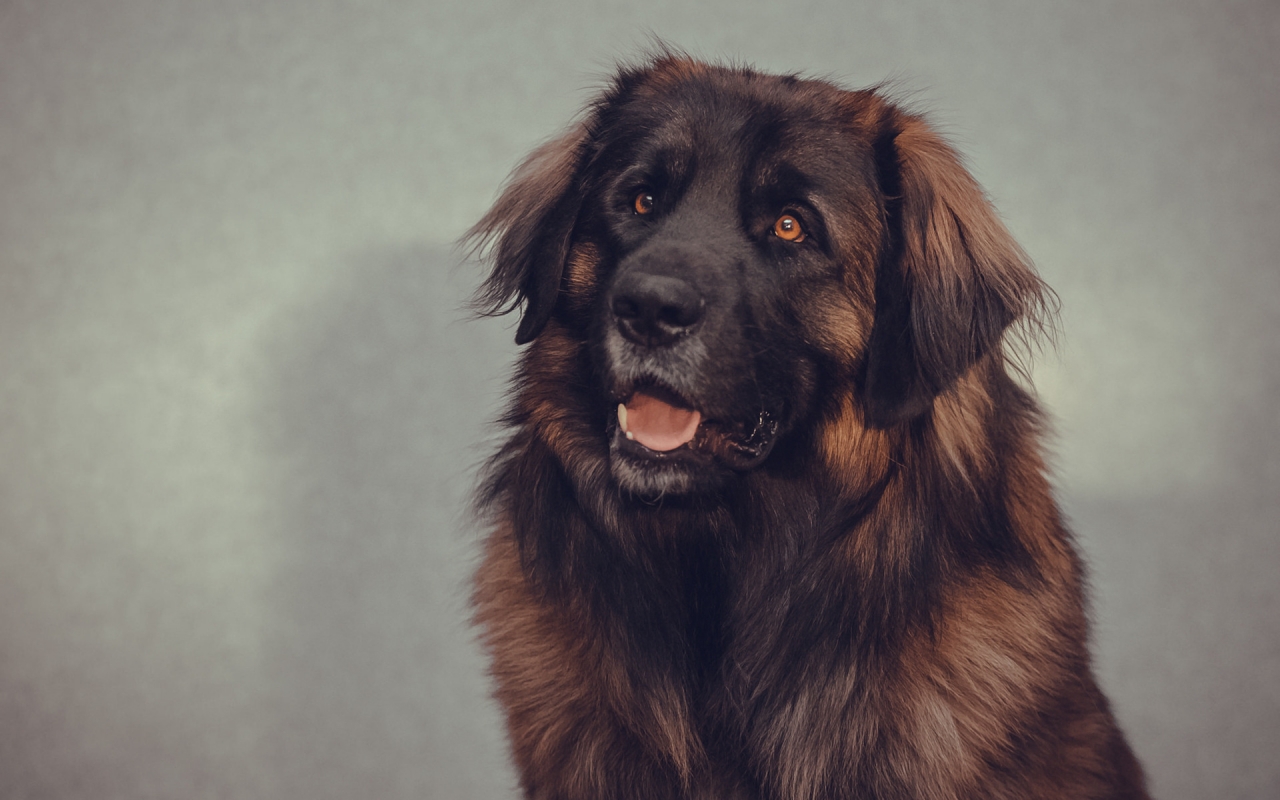 Big Brown Dog for 1280 x 800 widescreen resolution