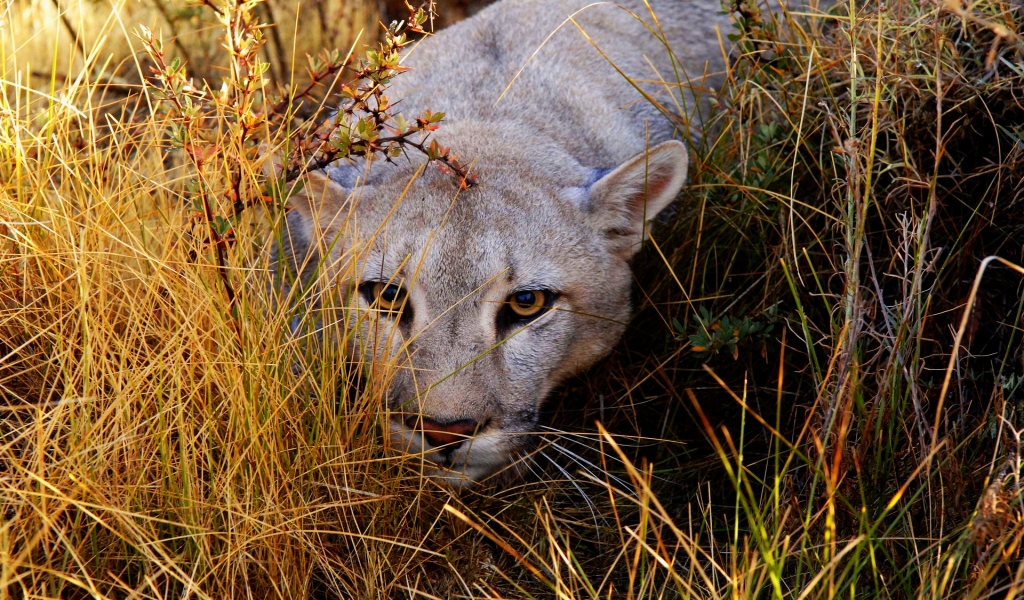Big Cat Haunting for 1024 x 600 widescreen resolution