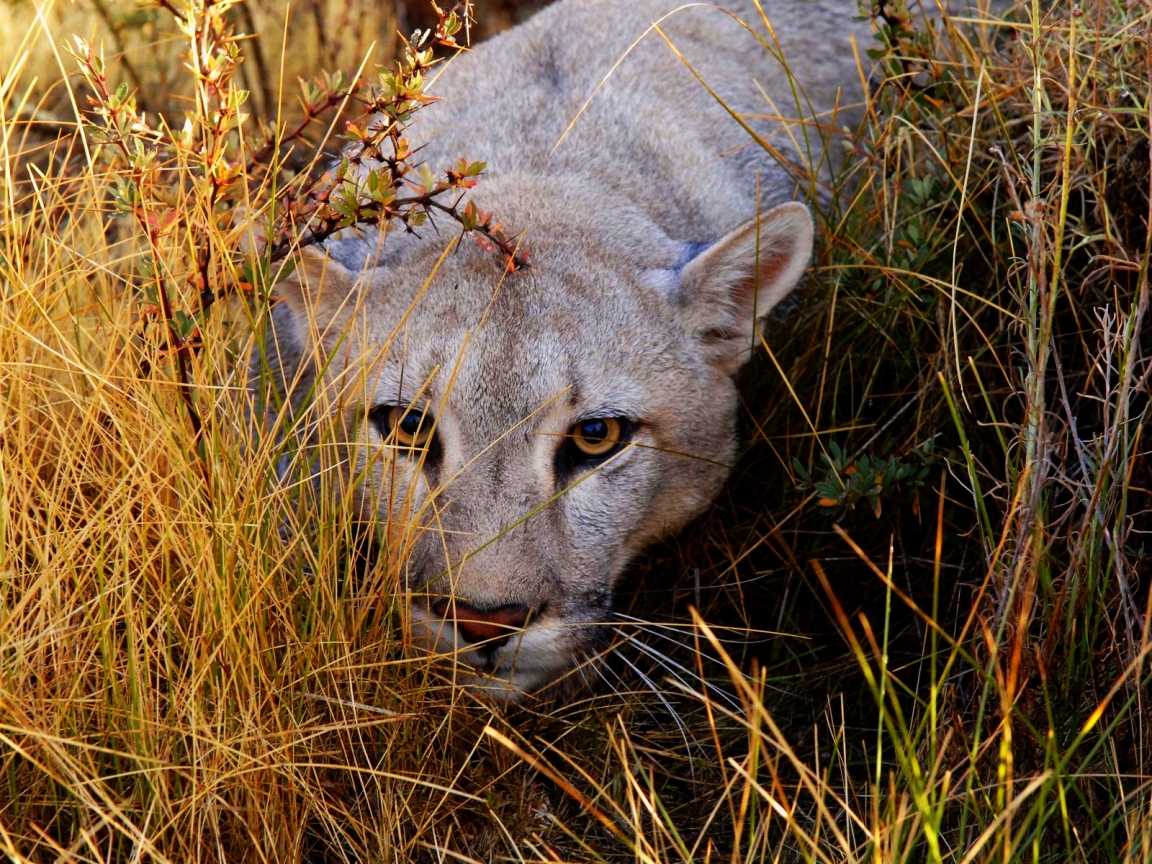 Big Cat Haunting for 1152 x 864 resolution