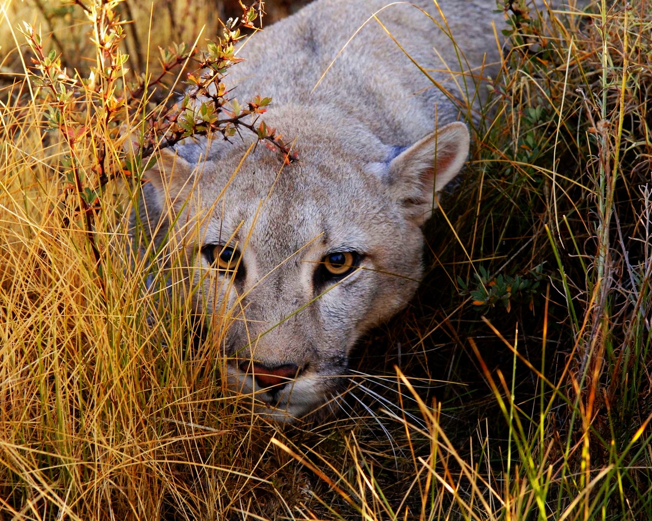 Big Cat Haunting for 1280 x 1024 resolution