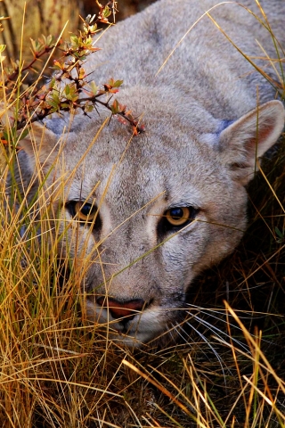 Big Cat Haunting for 320 x 480 iPhone resolution