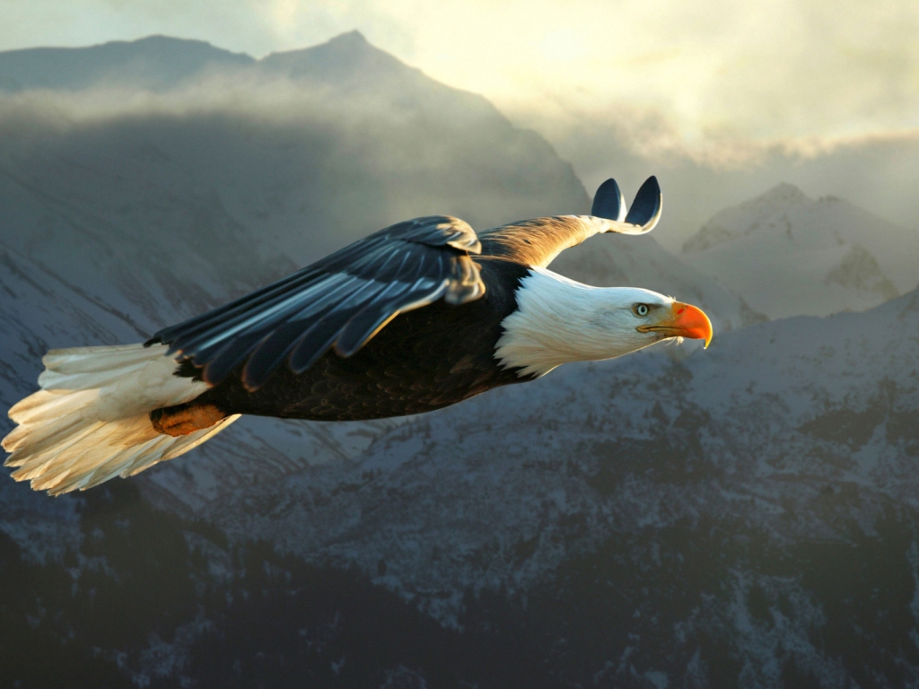 Big Eagle Flying for 1024 x 768 resolution