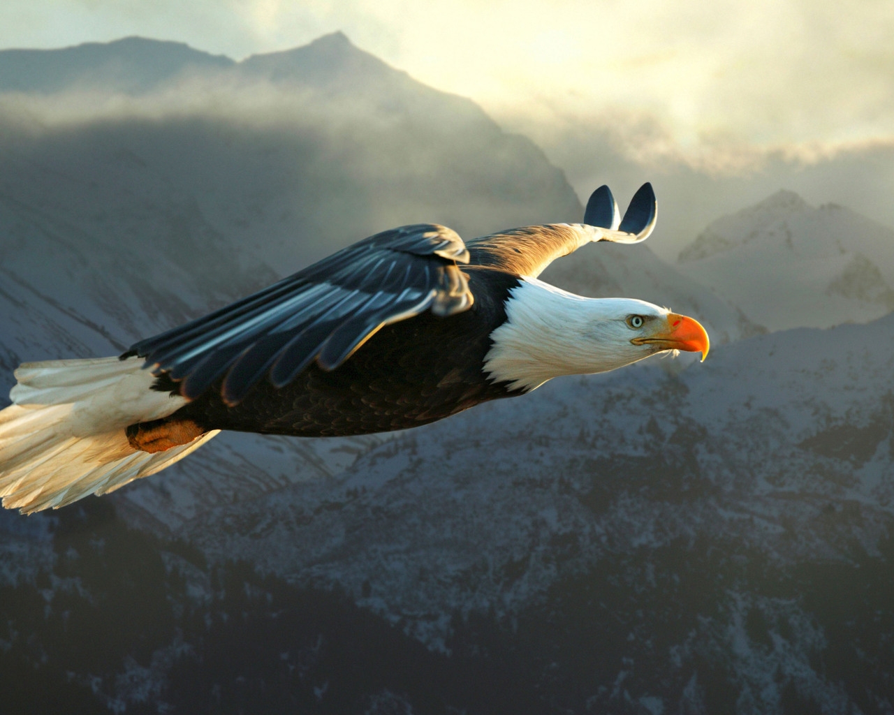 Big Eagle Flying for 1280 x 1024 resolution