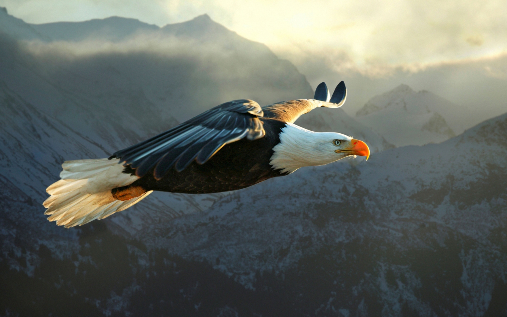 Big Eagle Flying for 1680 x 1050 widescreen resolution