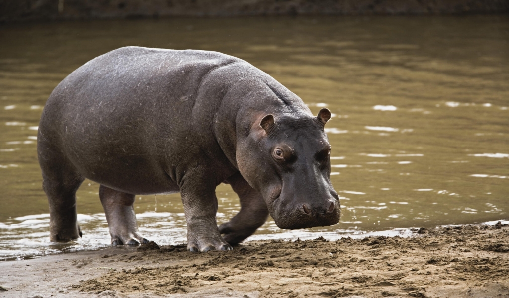 Big Hippopotamus for 1024 x 600 widescreen resolution