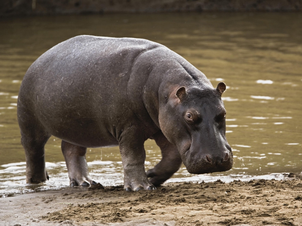 Big Hippopotamus for 1024 x 768 resolution