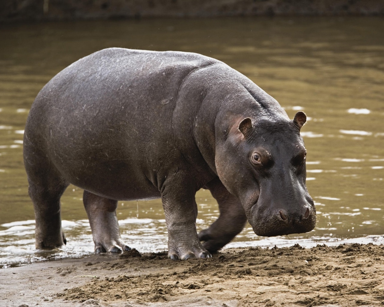 Big Hippopotamus for 1280 x 1024 resolution