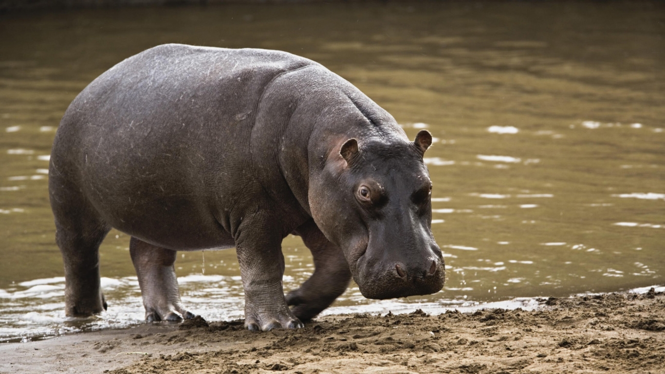 Big Hippopotamus for 1366 x 768 HDTV resolution