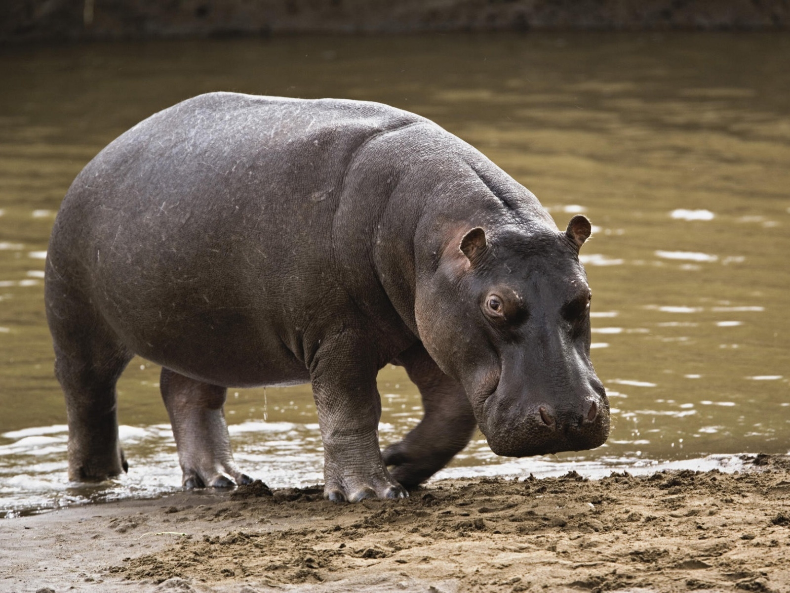 Big Hippopotamus for 1600 x 1200 resolution