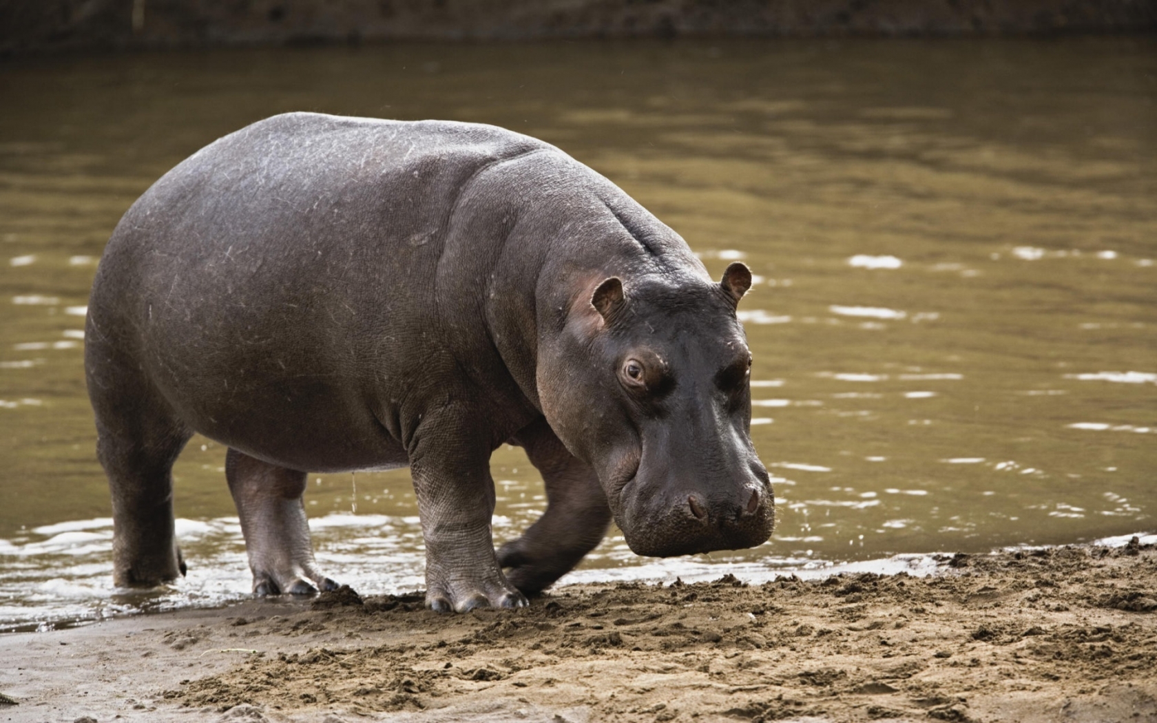 Big Hippopotamus for 1680 x 1050 widescreen resolution