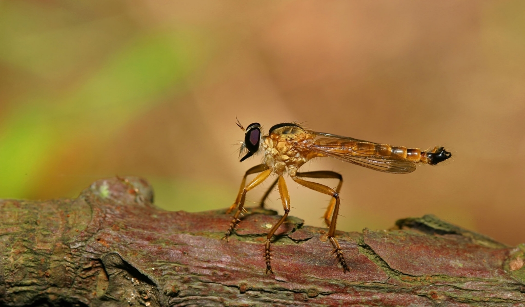 Big Insect for 1024 x 600 widescreen resolution