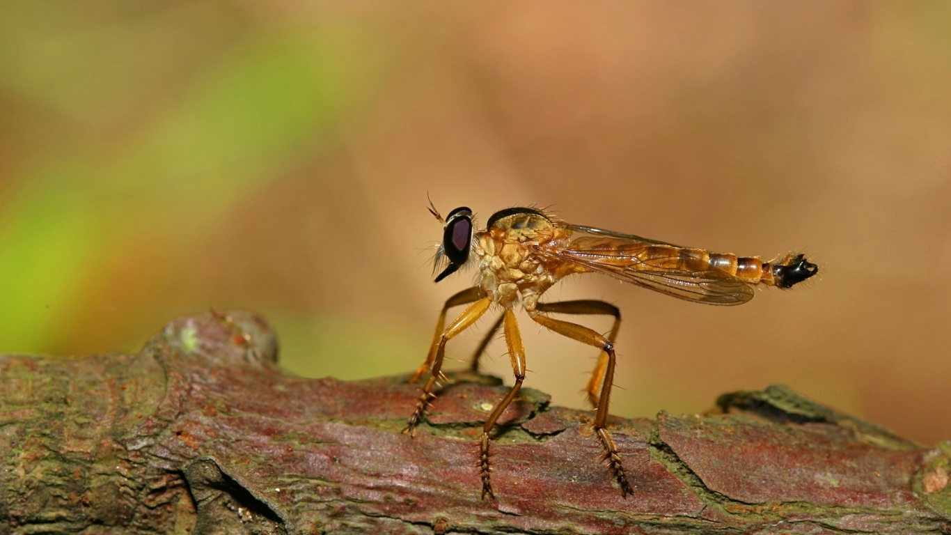 Big Insect for 1366 x 768 HDTV resolution