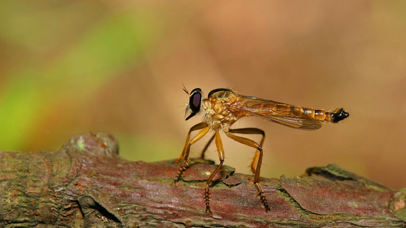 Big Insect for 1600 x 900 HDTV resolution