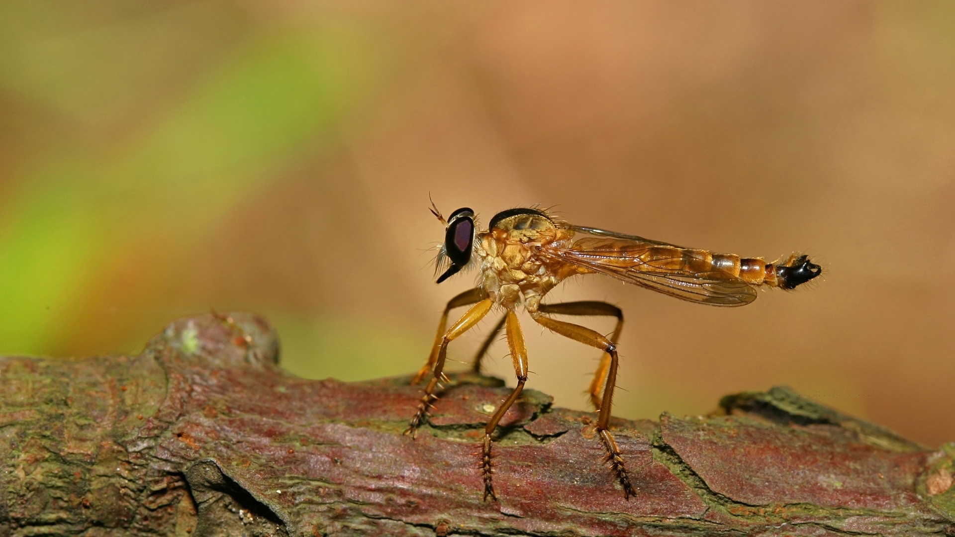 Big Insect for 1920 x 1080 HDTV 1080p resolution