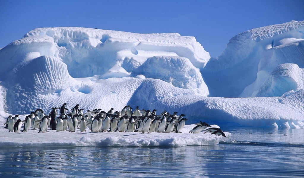 Big Penguins Family for 1024 x 600 widescreen resolution