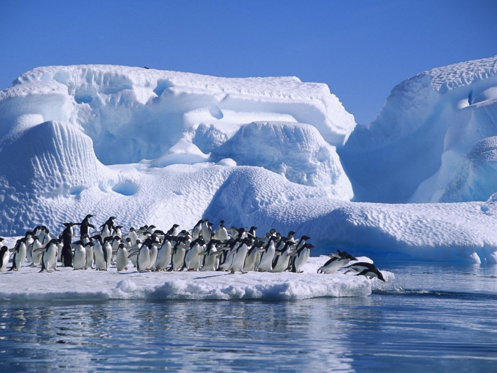Big Penguins Family for 1024 x 768 resolution