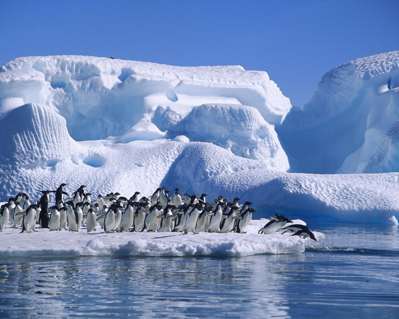 Big Penguins Family for 1280 x 1024 resolution