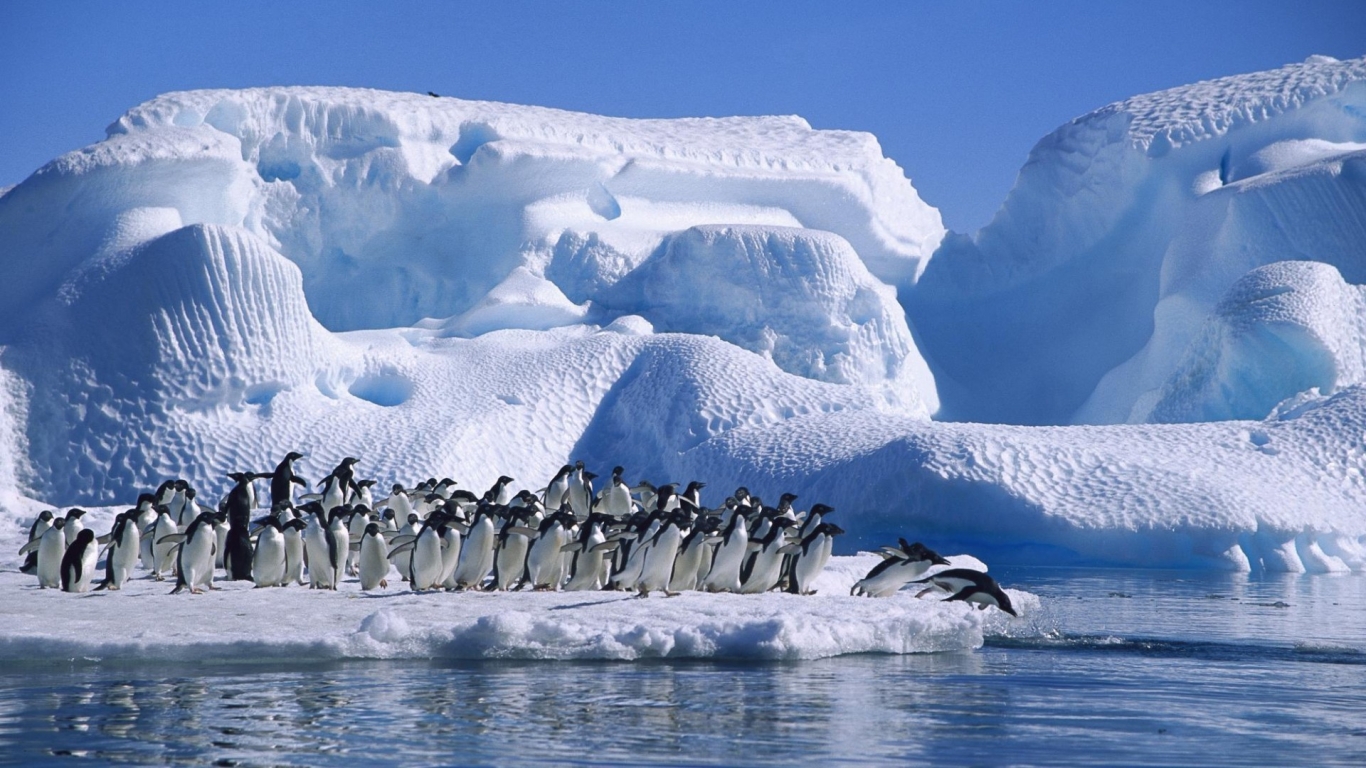 Big Penguins Family for 1366 x 768 HDTV resolution