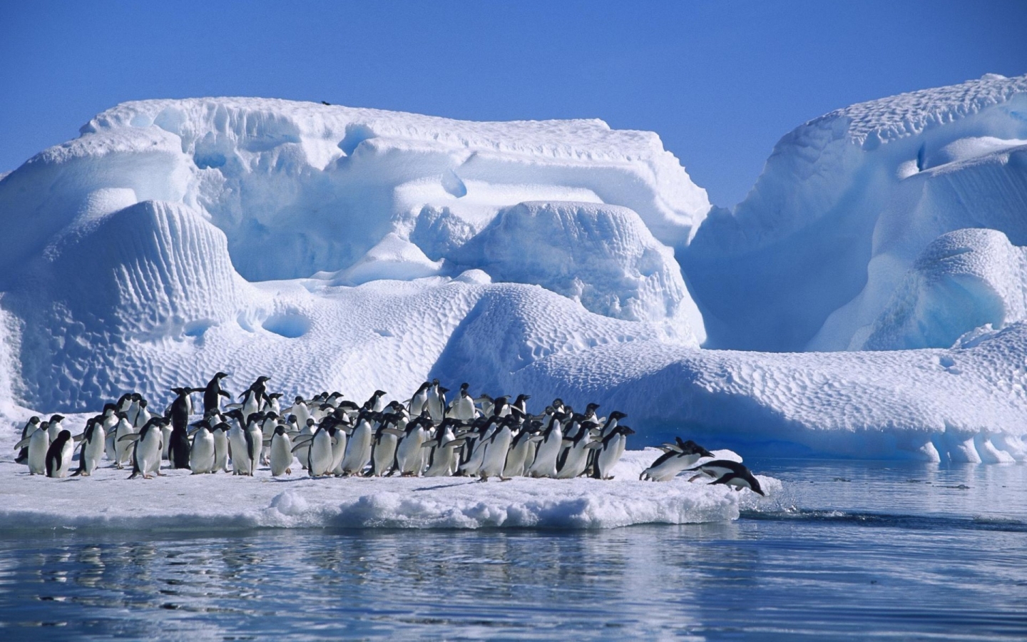 Big Penguins Family for 1440 x 900 widescreen resolution